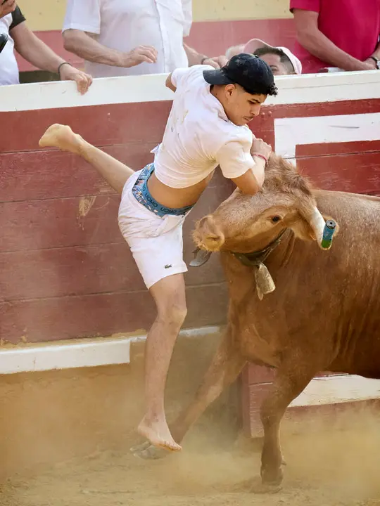 Vacas ma&ntilde;aneras tras el primer encierro de Tudela 2026. PABLO LASAOSA