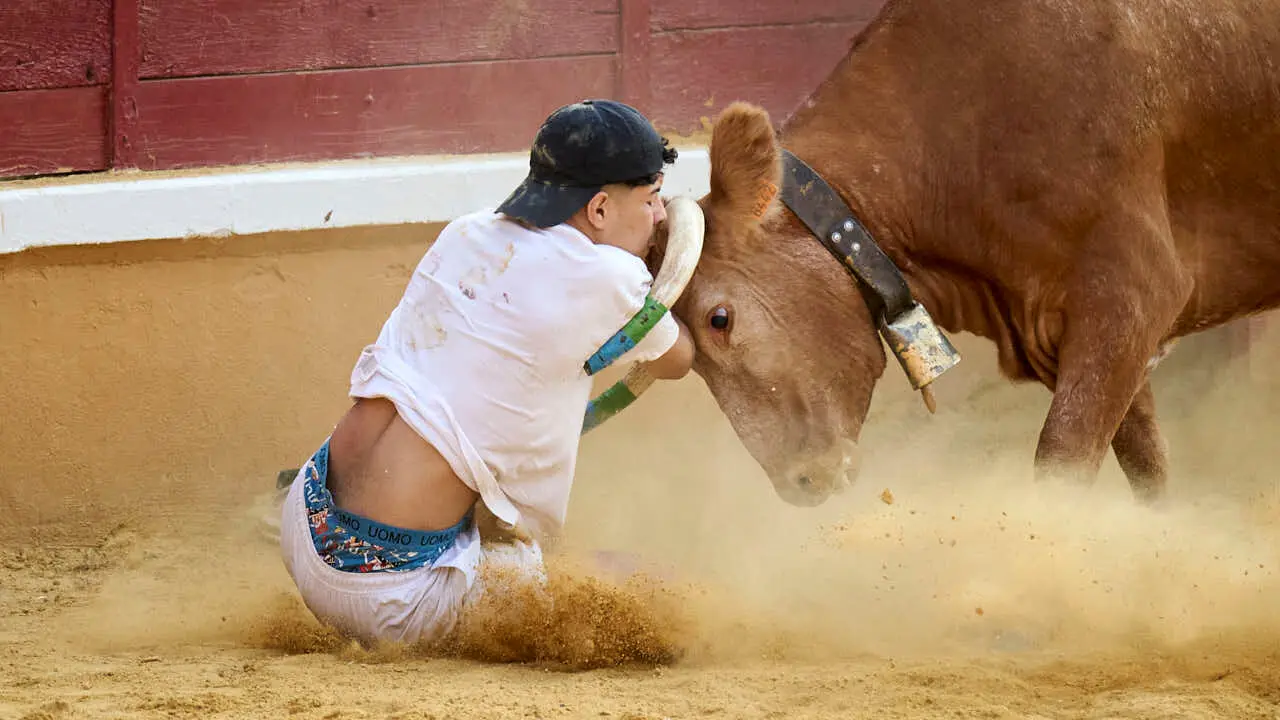 Vacas ma&ntilde;aneras tras el primer encierro de Tudela 2026. PABLO LASAOSA