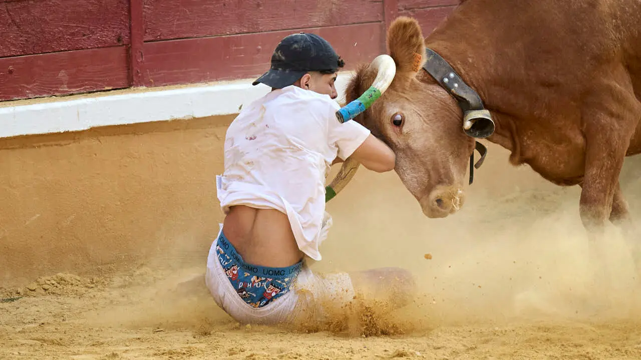 Vacas ma&ntilde;aneras tras el primer encierro de Tudela 2026. PABLO LASAOSA