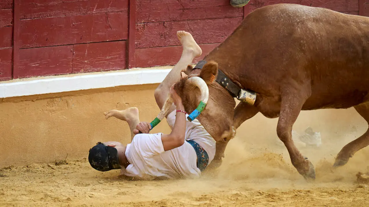 Vacas ma&ntilde;aneras tras el primer encierro de Tudela 2026. PABLO LASAOSA