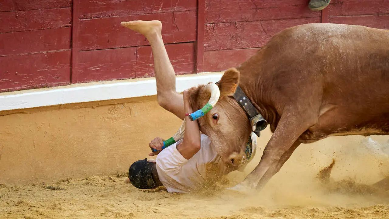 Vacas ma&ntilde;aneras tras el primer encierro de Tudela 2026. PABLO LASAOSA