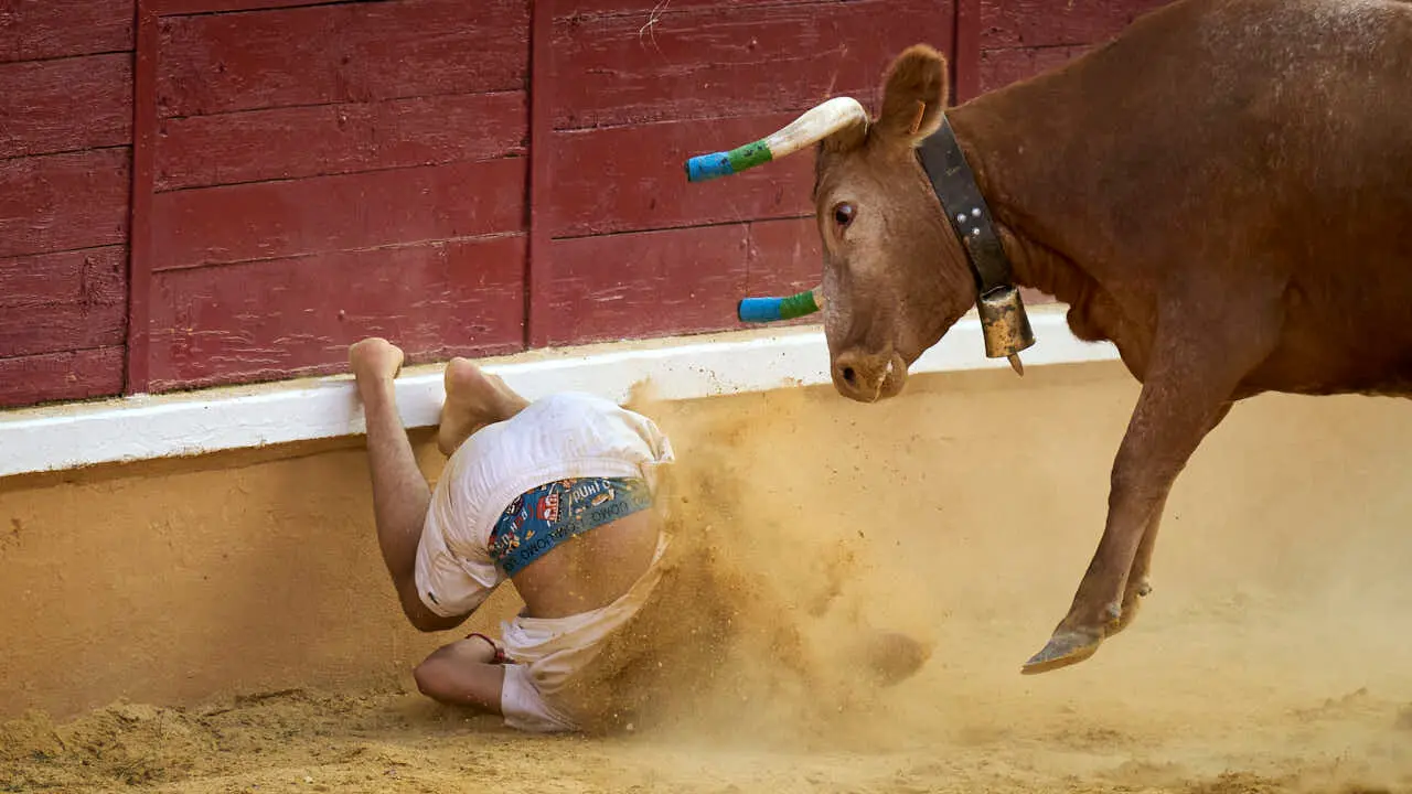Vacas ma&ntilde;aneras tras el primer encierro de Tudela 2026. PABLO LASAOSA