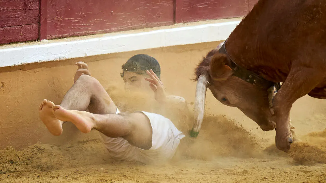 Vacas ma&ntilde;aneras tras el primer encierro de Tudela 2026. PABLO LASAOSA