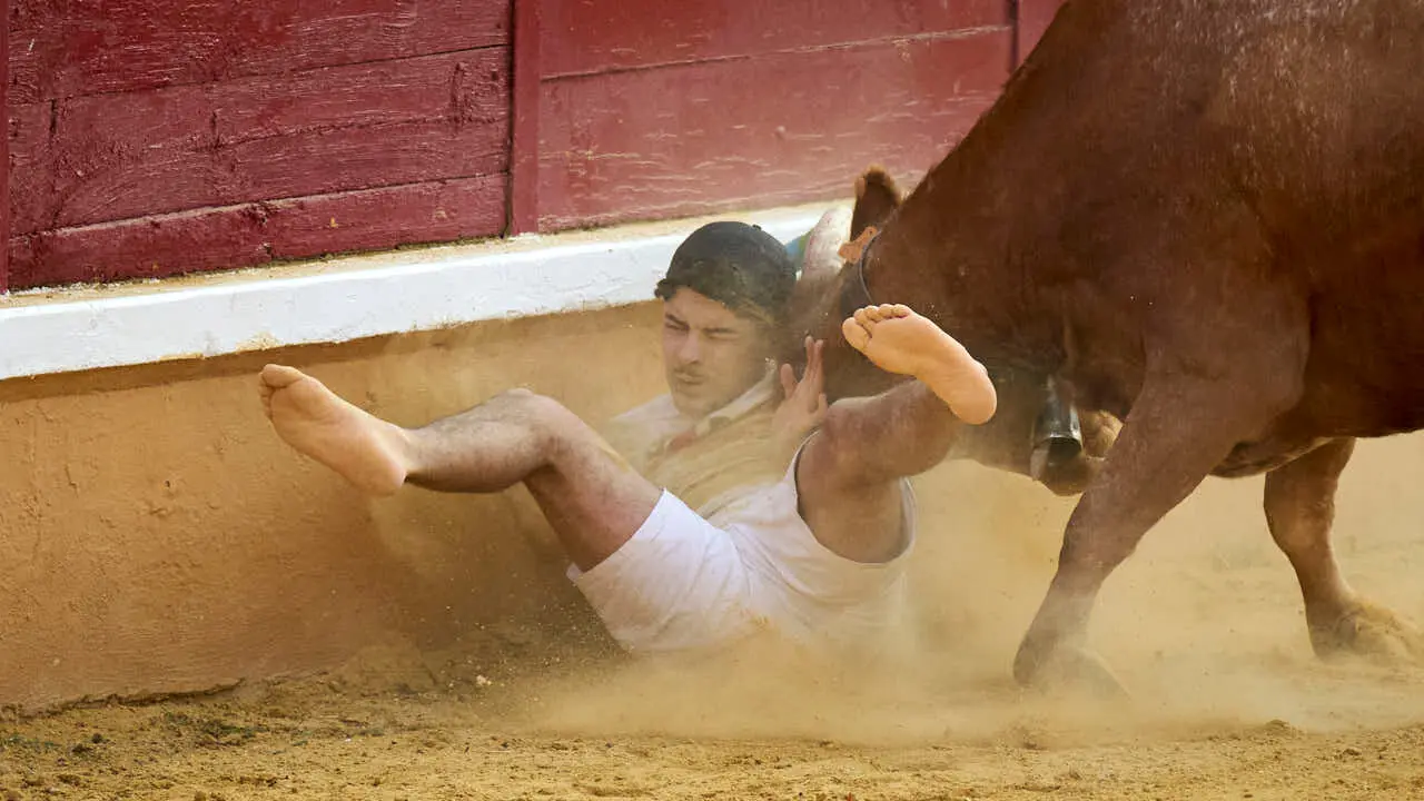 Vacas ma&ntilde;aneras tras el primer encierro de Tudela 2026. PABLO LASAOSA