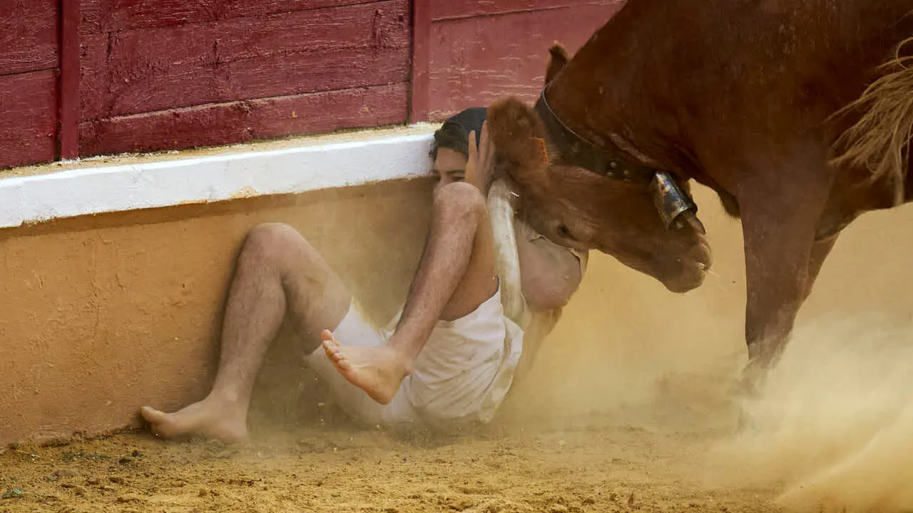 Vacas ma&ntilde;aneras tras el primer encierro de Tudela 2026. PABLO LASAOSA