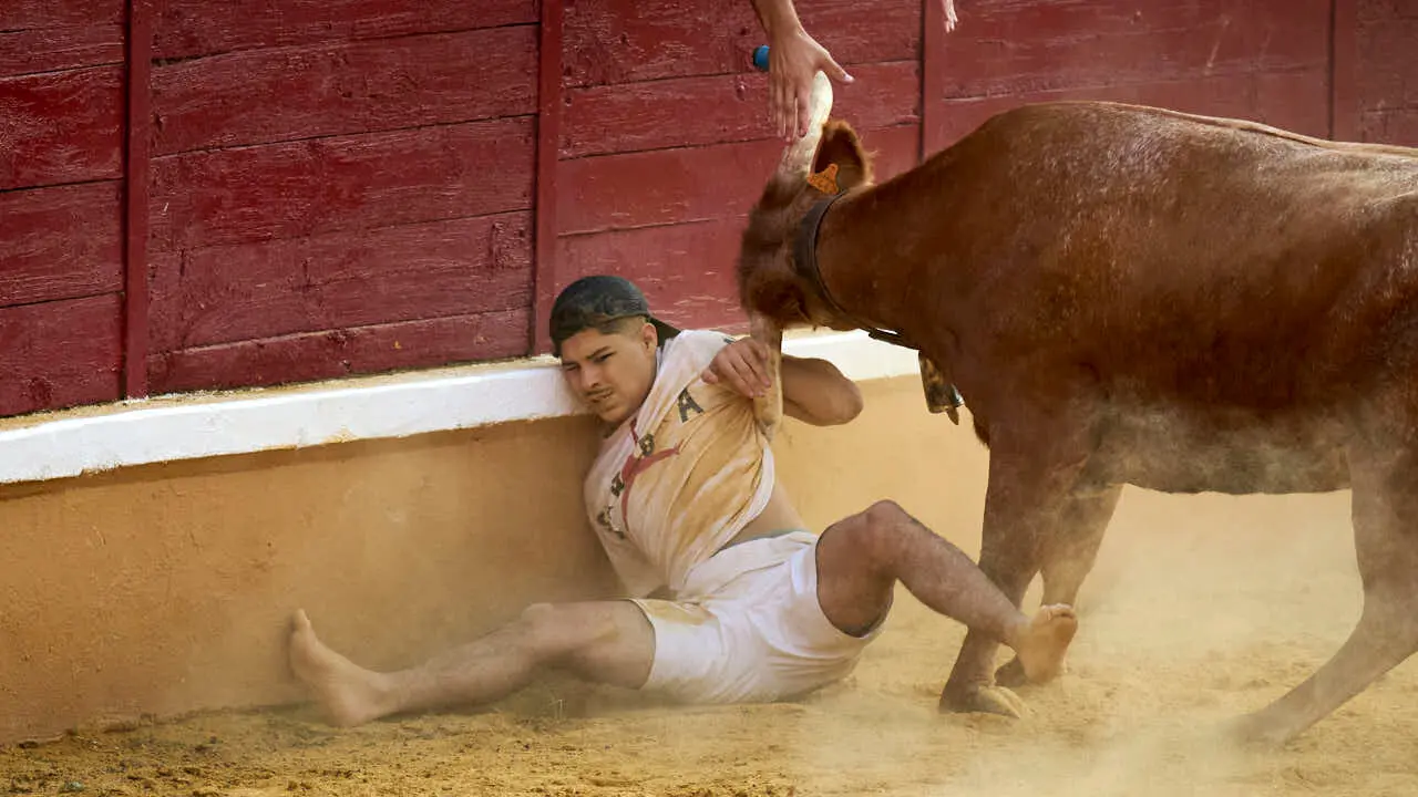 Vacas ma&ntilde;aneras tras el primer encierro de Tudela 2026. PABLO LASAOSA
