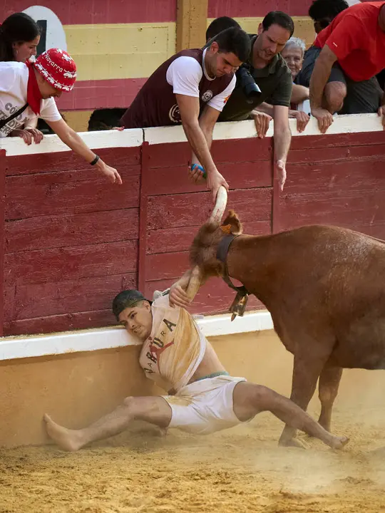 Vacas ma&ntilde;aneras tras el primer encierro de Tudela 2026. PABLO LASAOSA