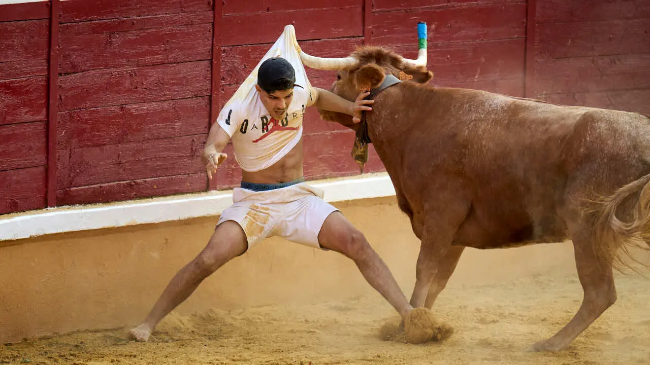 Vacas ma&ntilde;aneras tras el primer encierro de Tudela 2026. PABLO LASAOSA