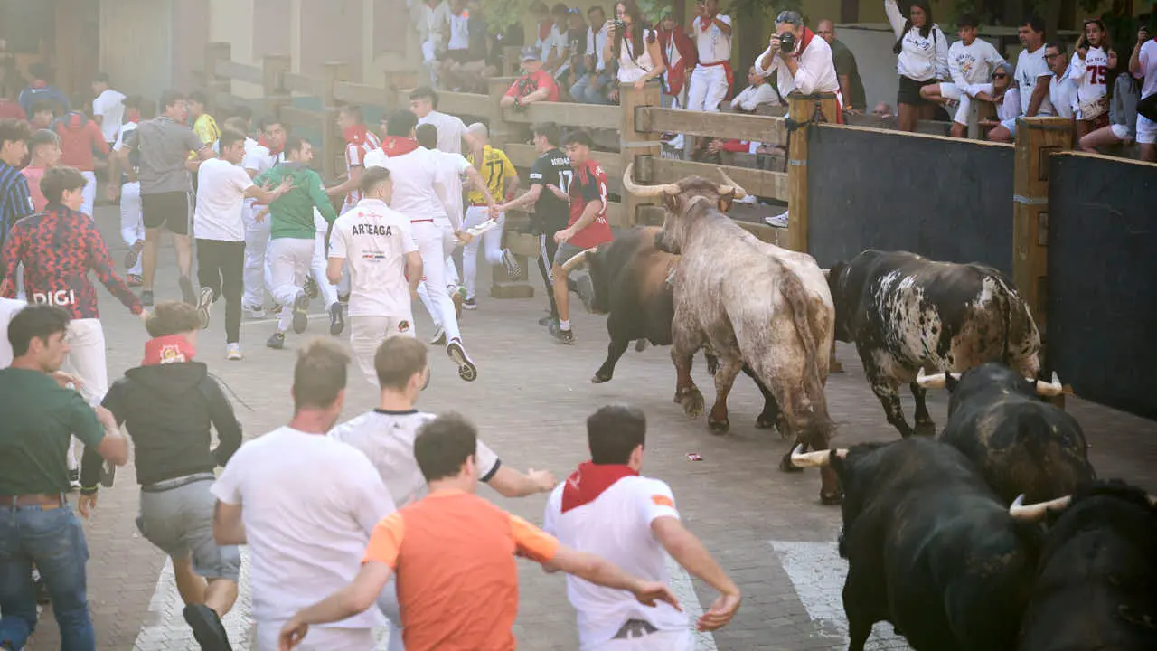 Tercer encierro de fiestas de Tudela 2026 con toros de Ojali&eacute;n. PABLO LASAOSA