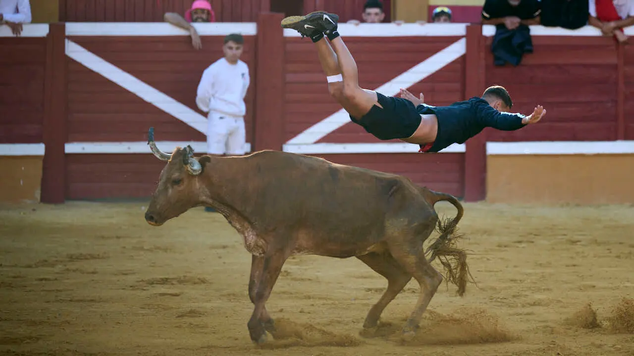 Vacas ma&ntilde;aneras tras el tercer encierro de Tudela 2026. PABLO LASAOSA