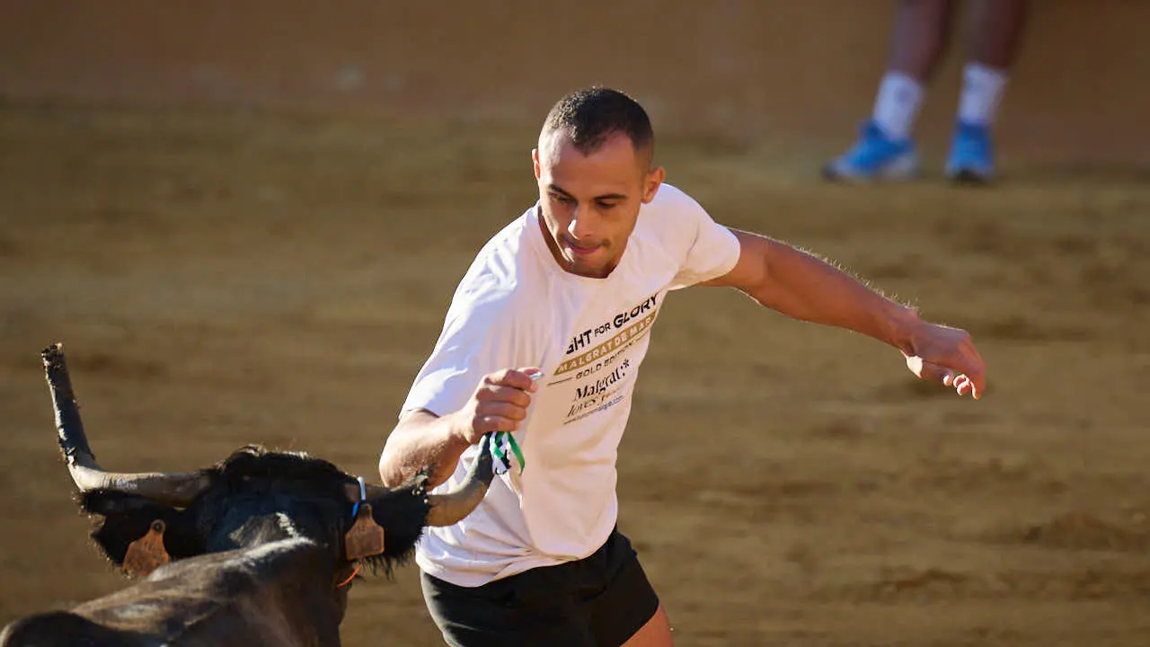 Vacas ma&ntilde;aneras tras el tercer encierro de Tudela 2026. PABLO LASAOSA