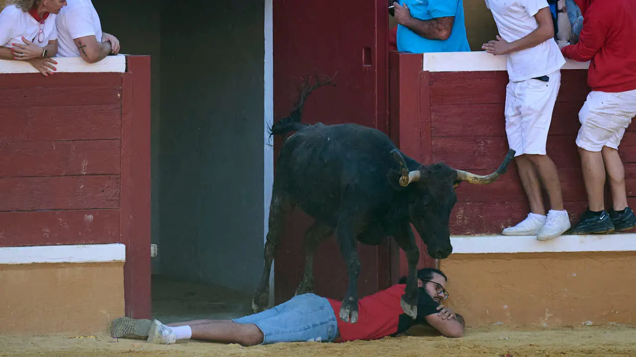Vacas ma&ntilde;aneras tras el tercer encierro de Tudela 2026. PABLO LASAOSA