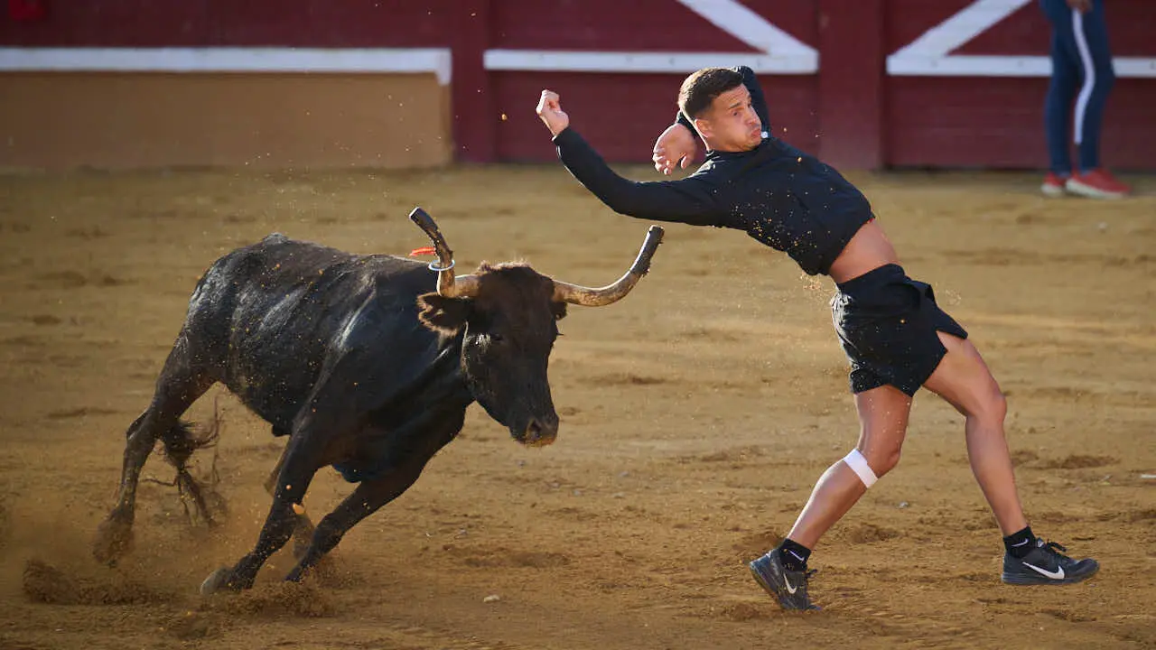 Vacas ma&ntilde;aneras tras el tercer encierro de Tudela 2026. PABLO LASAOSA