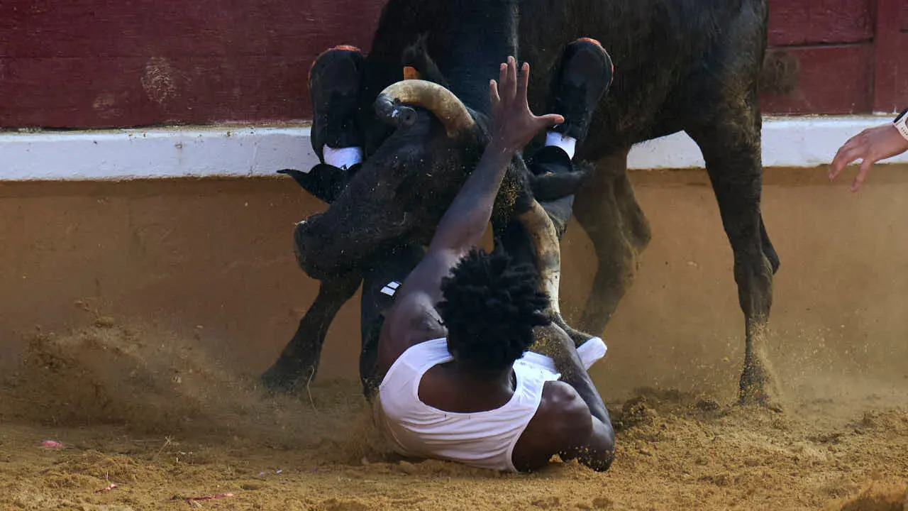 Vacas ma&ntilde;aneras tras el tercer encierro de Tudela 2026. PABLO LASAOSA
