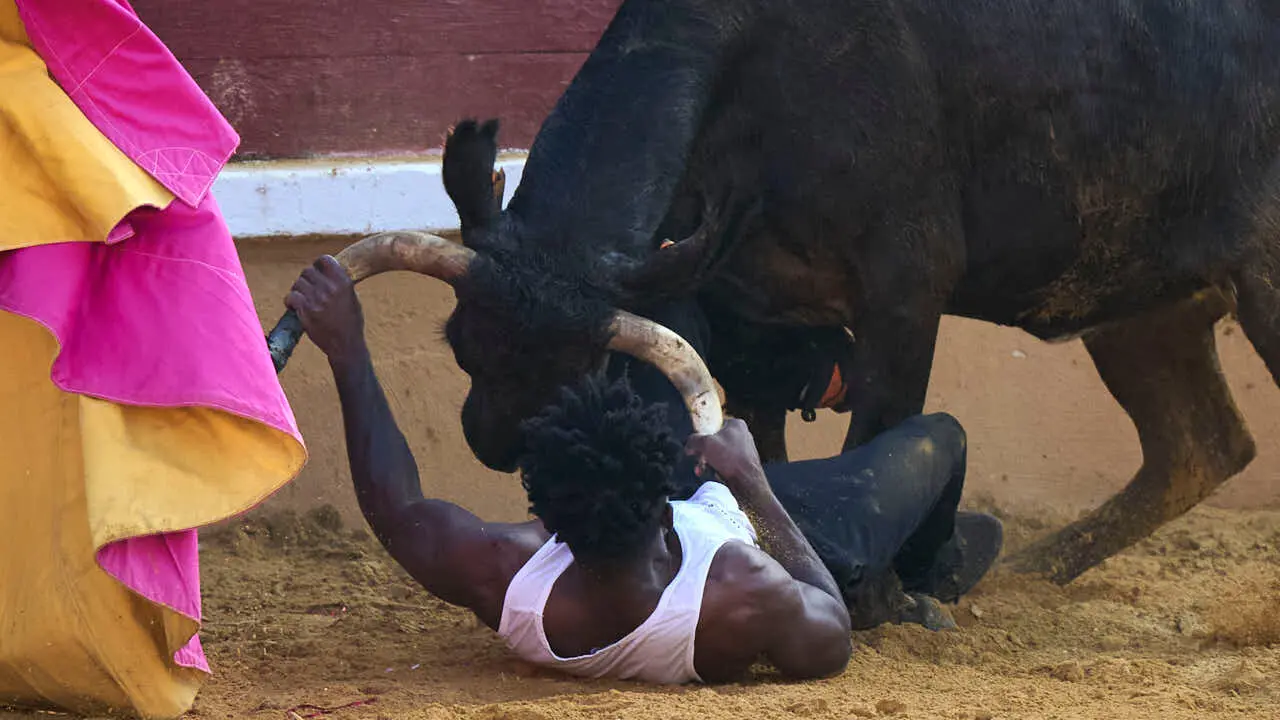 Vacas ma&ntilde;aneras tras el tercer encierro de Tudela 2026. PABLO LASAOSA