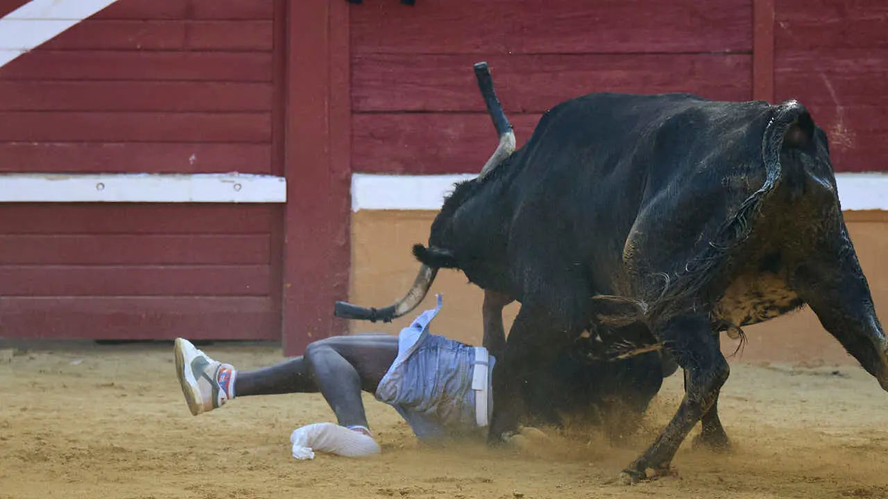Vacas ma&ntilde;aneras tras el tercer encierro de Tudela 2026. PABLO LASAOSA