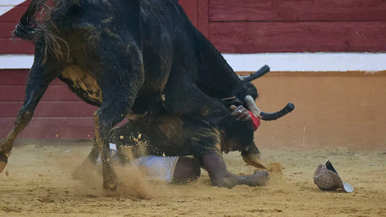 Vacas ma&ntilde;aneras tras el tercer encierro de Tudela 2026. PABLO LASAOSA