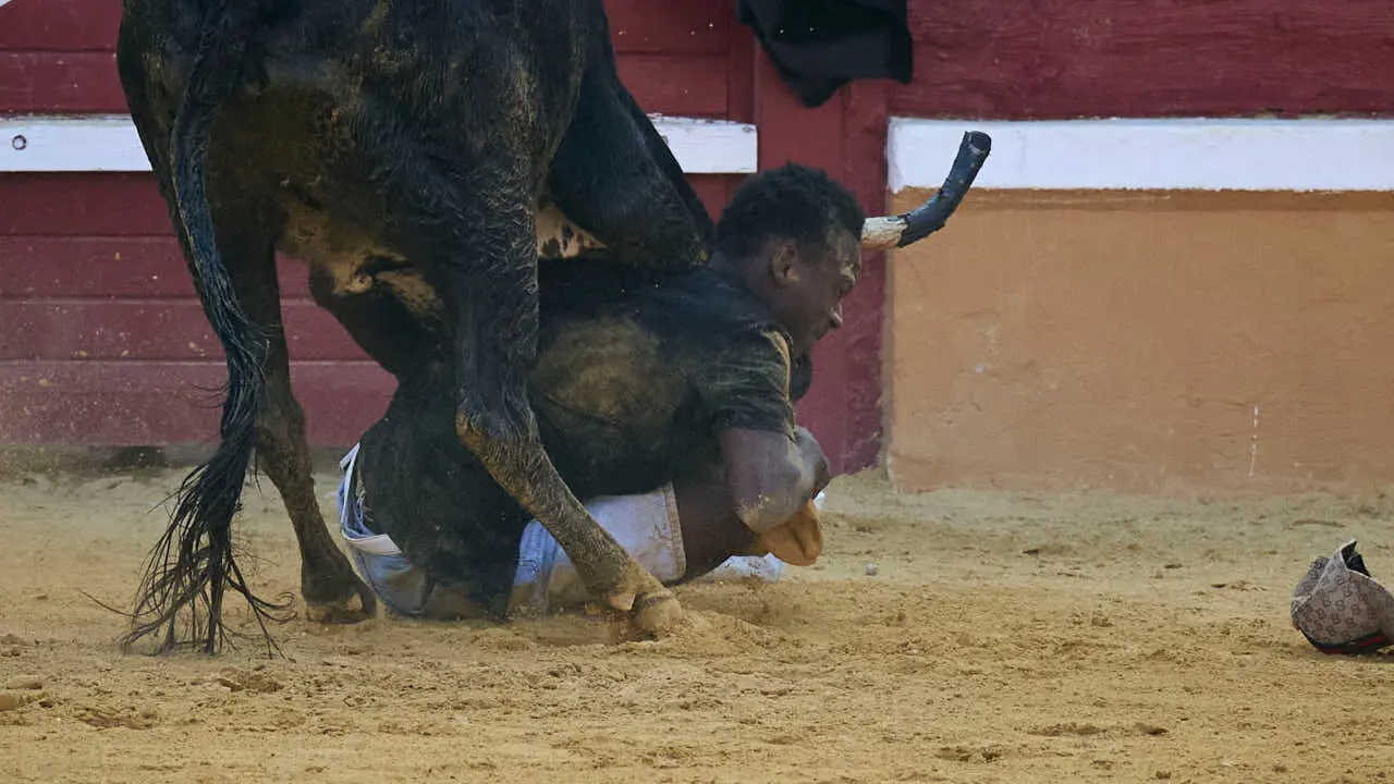 Vacas ma&ntilde;aneras tras el tercer encierro de Tudela 2026. PABLO LASAOSA