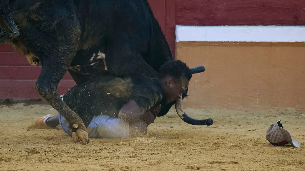 Vacas ma&ntilde;aneras tras el tercer encierro de Tudela 2026. PABLO LASAOSA