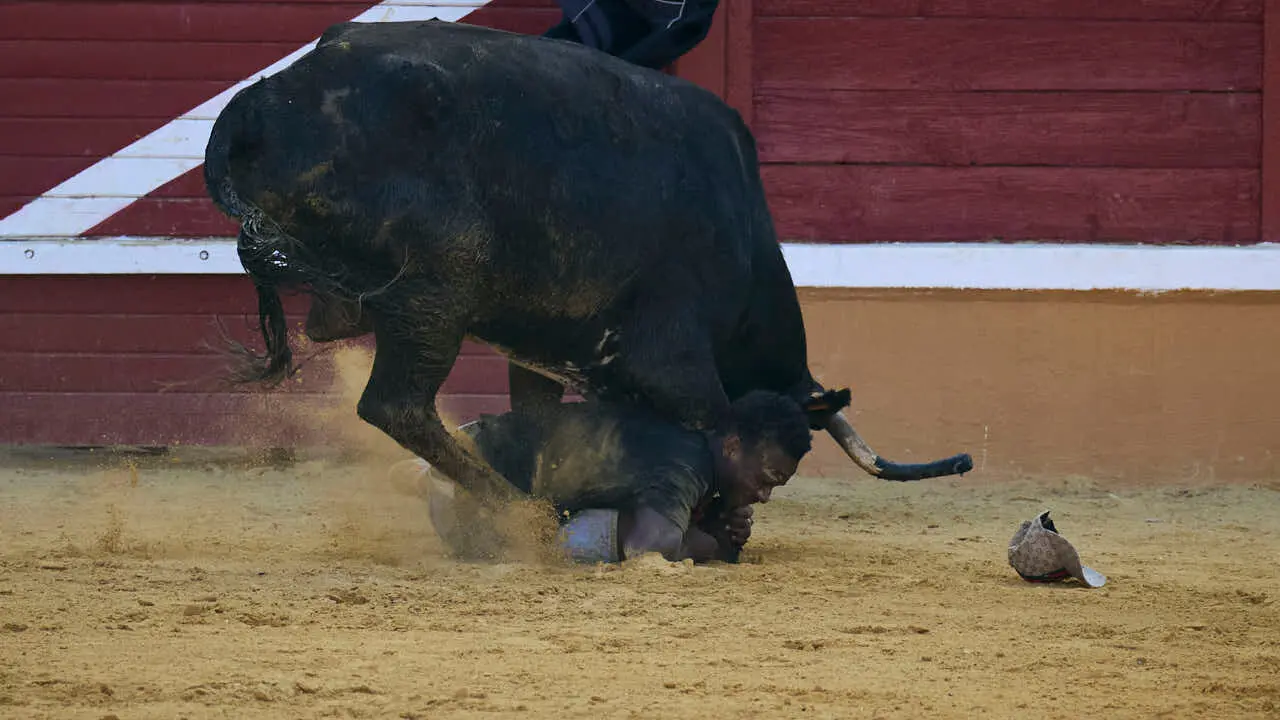 Vacas ma&ntilde;aneras tras el tercer encierro de Tudela 2026. PABLO LASAOSA