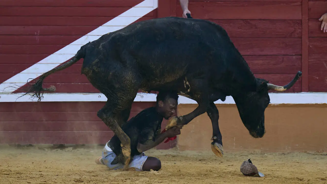 Vacas ma&ntilde;aneras tras el tercer encierro de Tudela 2026. PABLO LASAOSA
