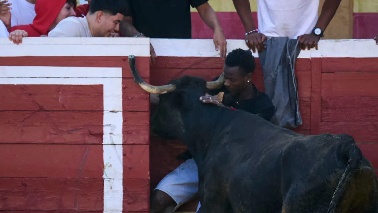 Vacas ma&ntilde;aneras tras el tercer encierro de Tudela 2026. PABLO LASAOSA