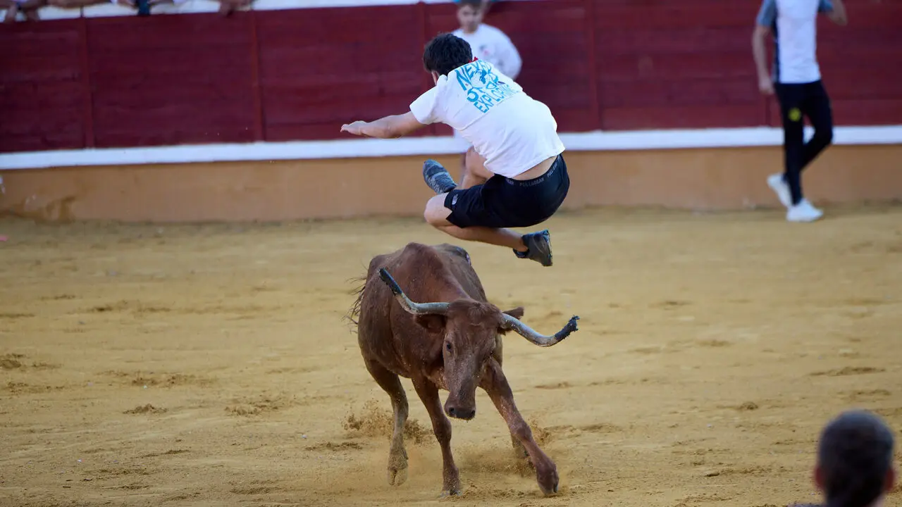Vaquillas despu&eacute;s del tercer encierro de las Fiestas de Tudela 2026. I&Ntilde;IGO ALZUGARAY
