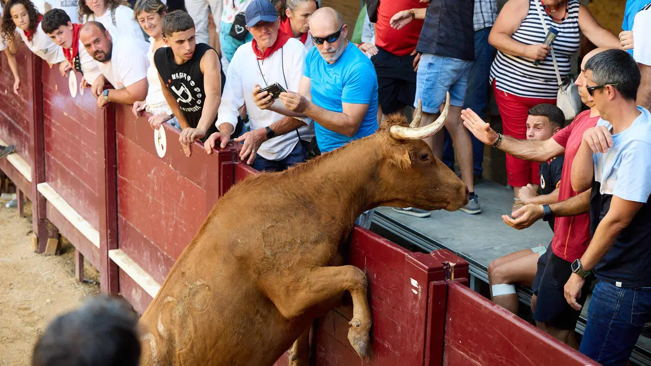 Vacas en Fiestas de Puente La Reina 2026. I&Ntilde;IGO ALZUGARAY