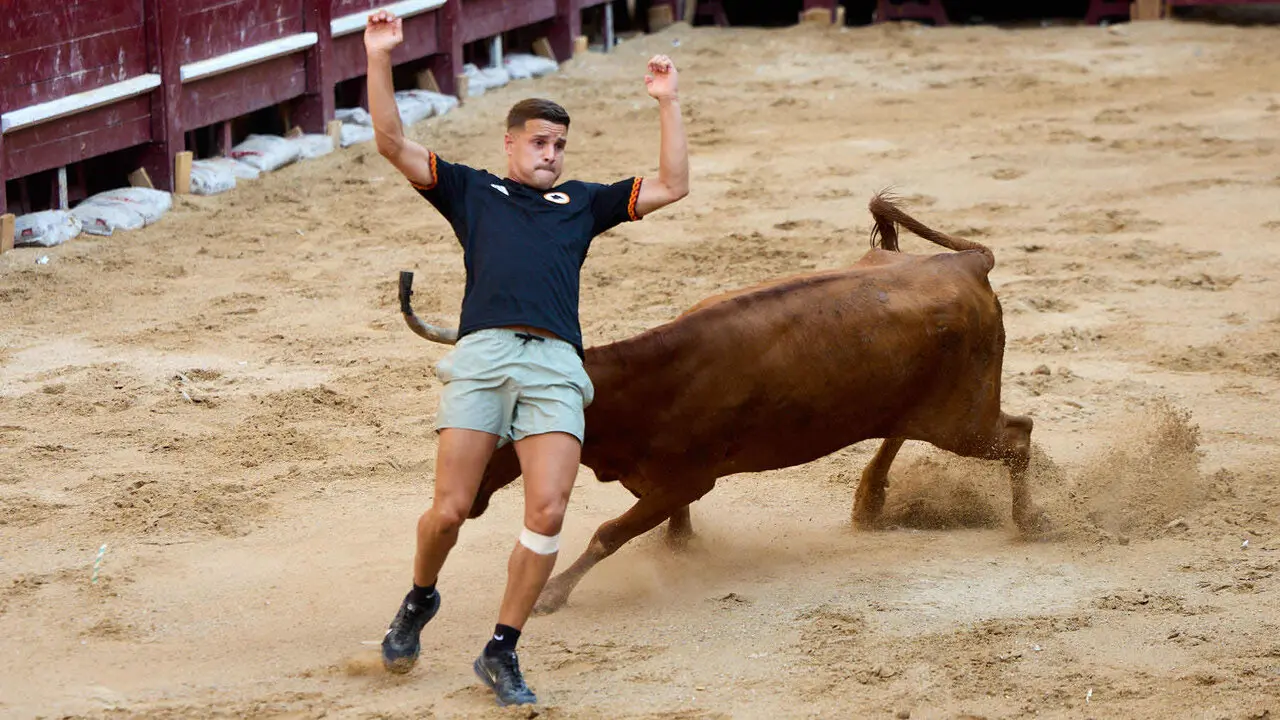 Vacas en Fiestas de Puente La Reina 2026. I&Ntilde;IGO ALZUGARAY