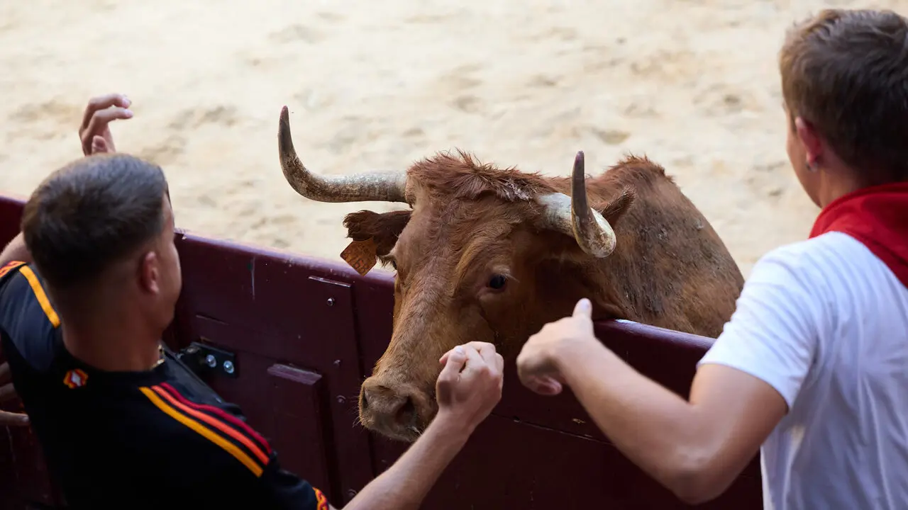 Vacas en Fiestas de Puente La Reina 2026. I&Ntilde;IGO ALZUGARAY