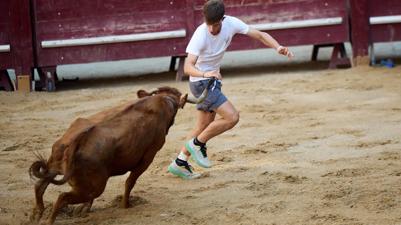 Vacas en Fiestas de Puente La Reina 2026. I&Ntilde;IGO ALZUGARAY