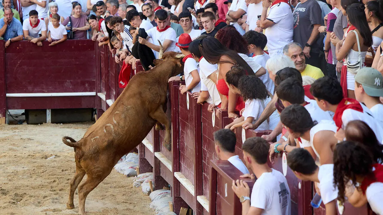 Vacas en Fiestas de Puente La Reina 2026. I&Ntilde;IGO ALZUGARAY