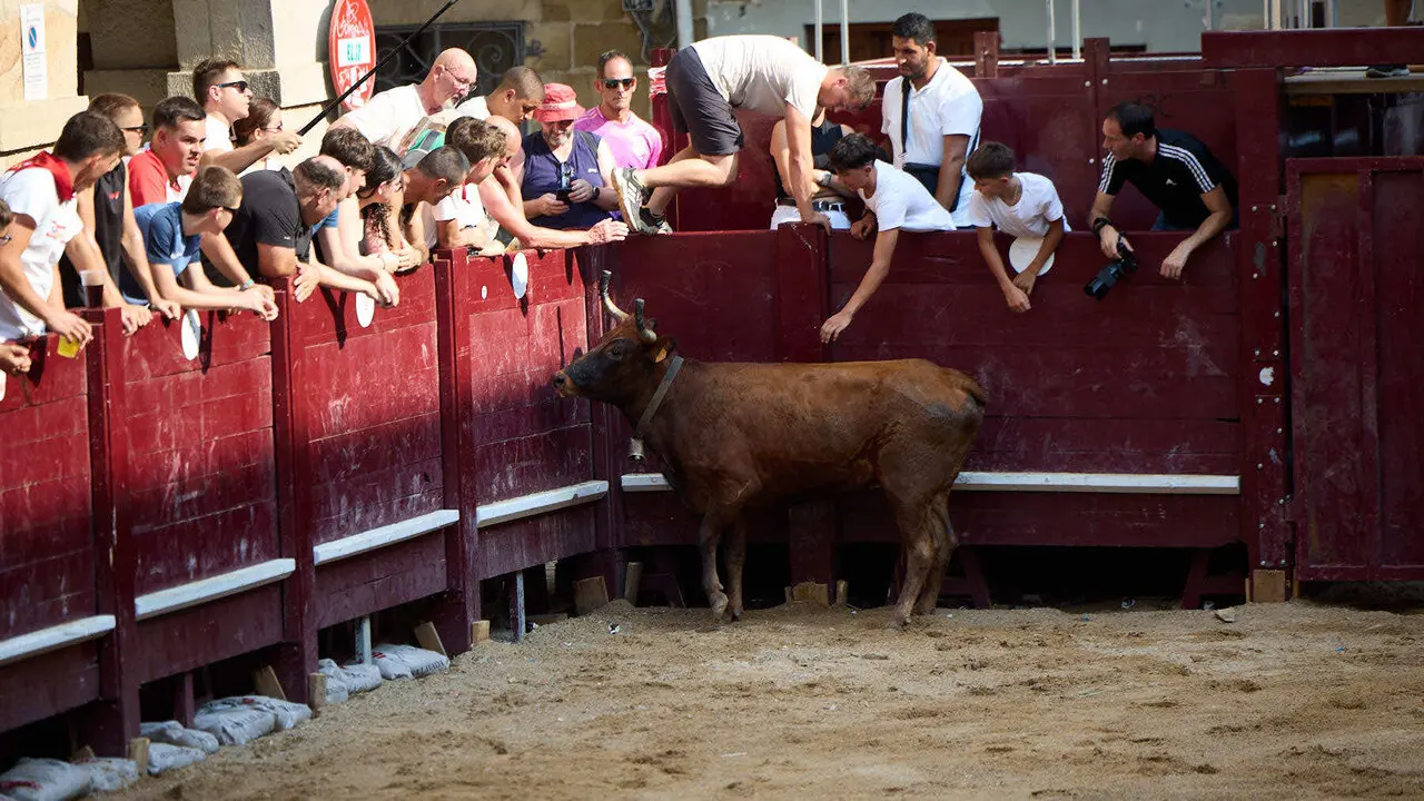 Vacas en Fiestas de Puente La Reina 2026. I&Ntilde;IGO ALZUGARAY