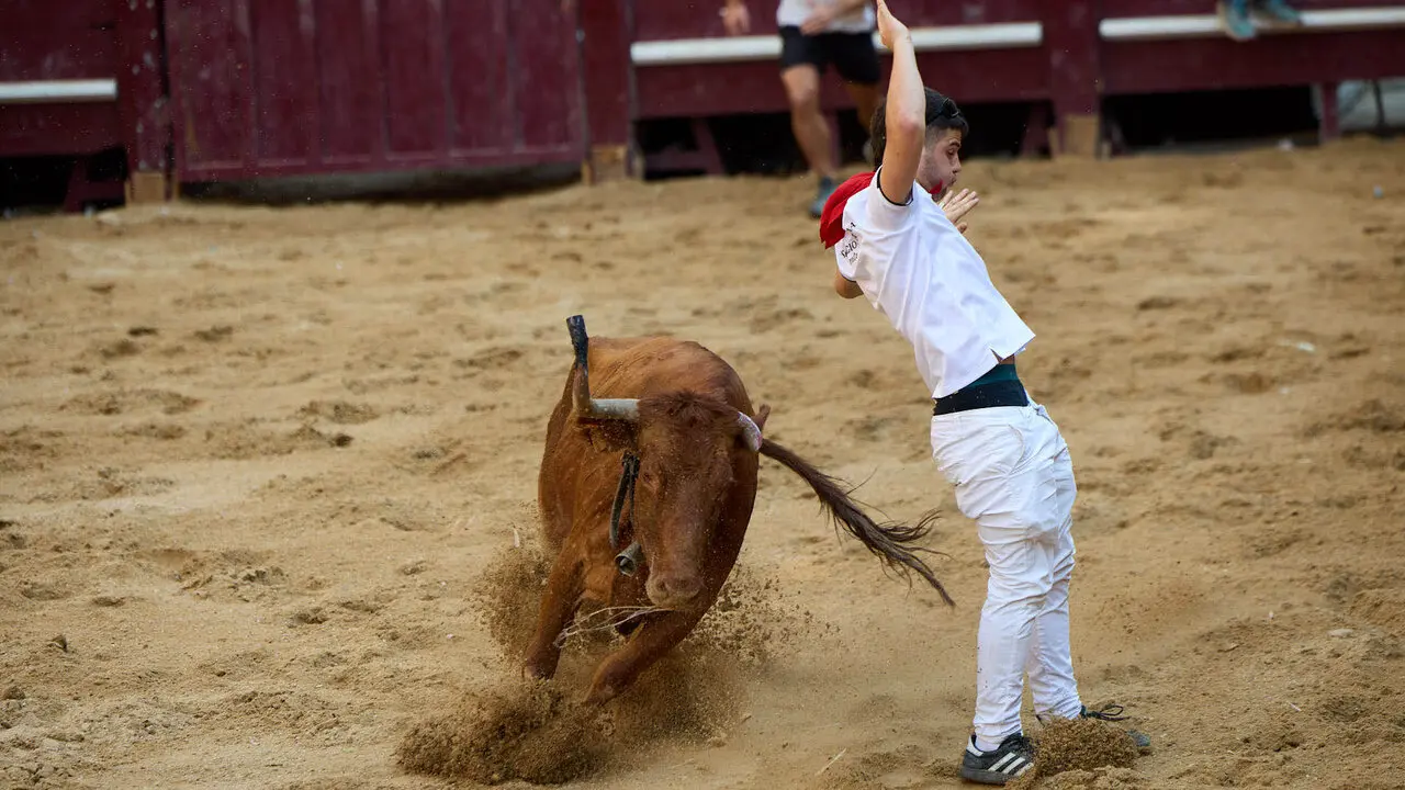Vacas en Fiestas de Puente La Reina 2026. I&Ntilde;IGO ALZUGARAY