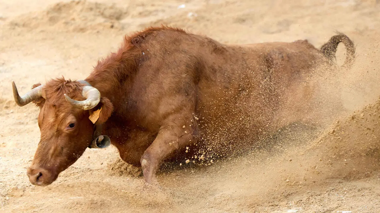 Vacas en Fiestas de Puente La Reina 2026. I&Ntilde;IGO ALZUGARAY