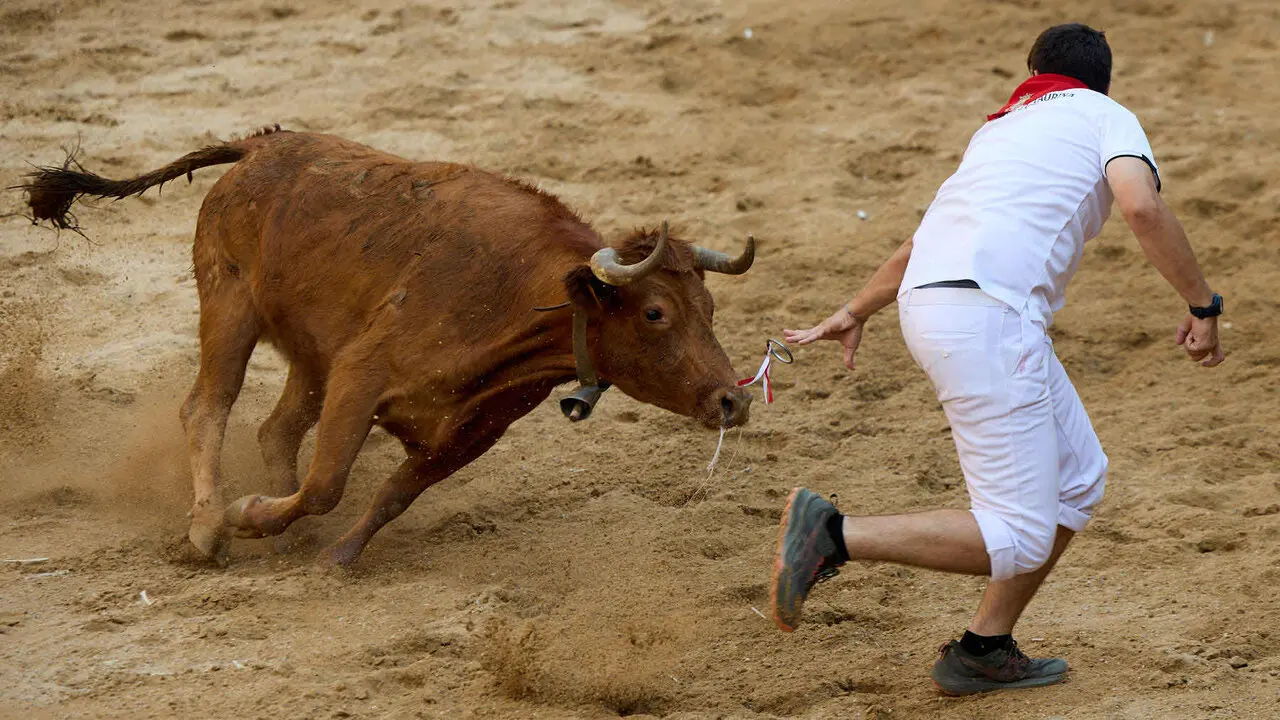 Vacas en Fiestas de Puente La Reina 2026. I&Ntilde;IGO ALZUGARAY