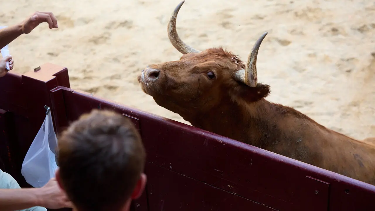 Vacas en Fiestas de Puente La Reina 2026. I&Ntilde;IGO ALZUGARAY