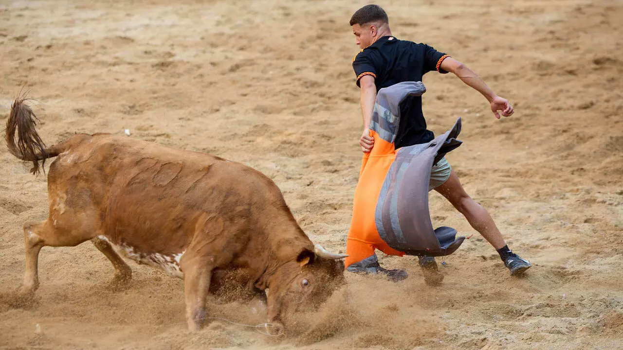 Vacas en Fiestas de Puente La Reina 2026. I&Ntilde;IGO ALZUGARAY