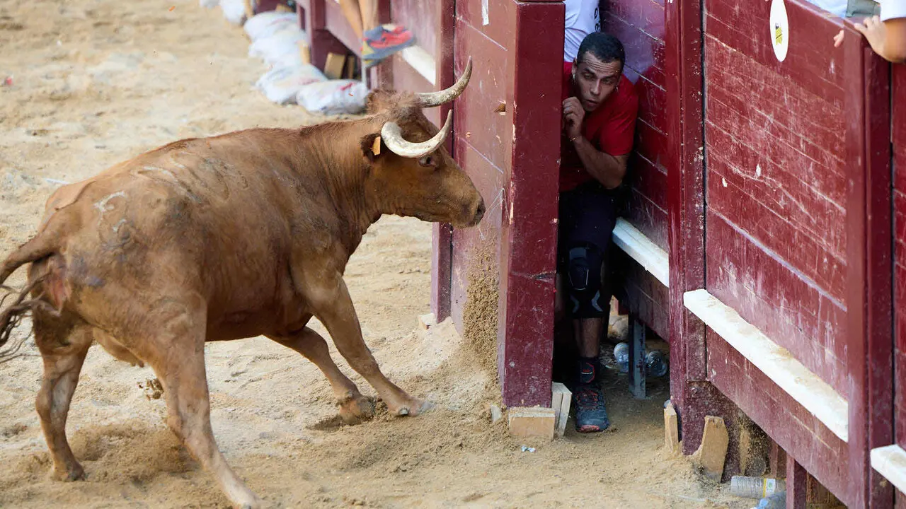 Vacas en Fiestas de Puente La Reina 2026. I&Ntilde;IGO ALZUGARAY
