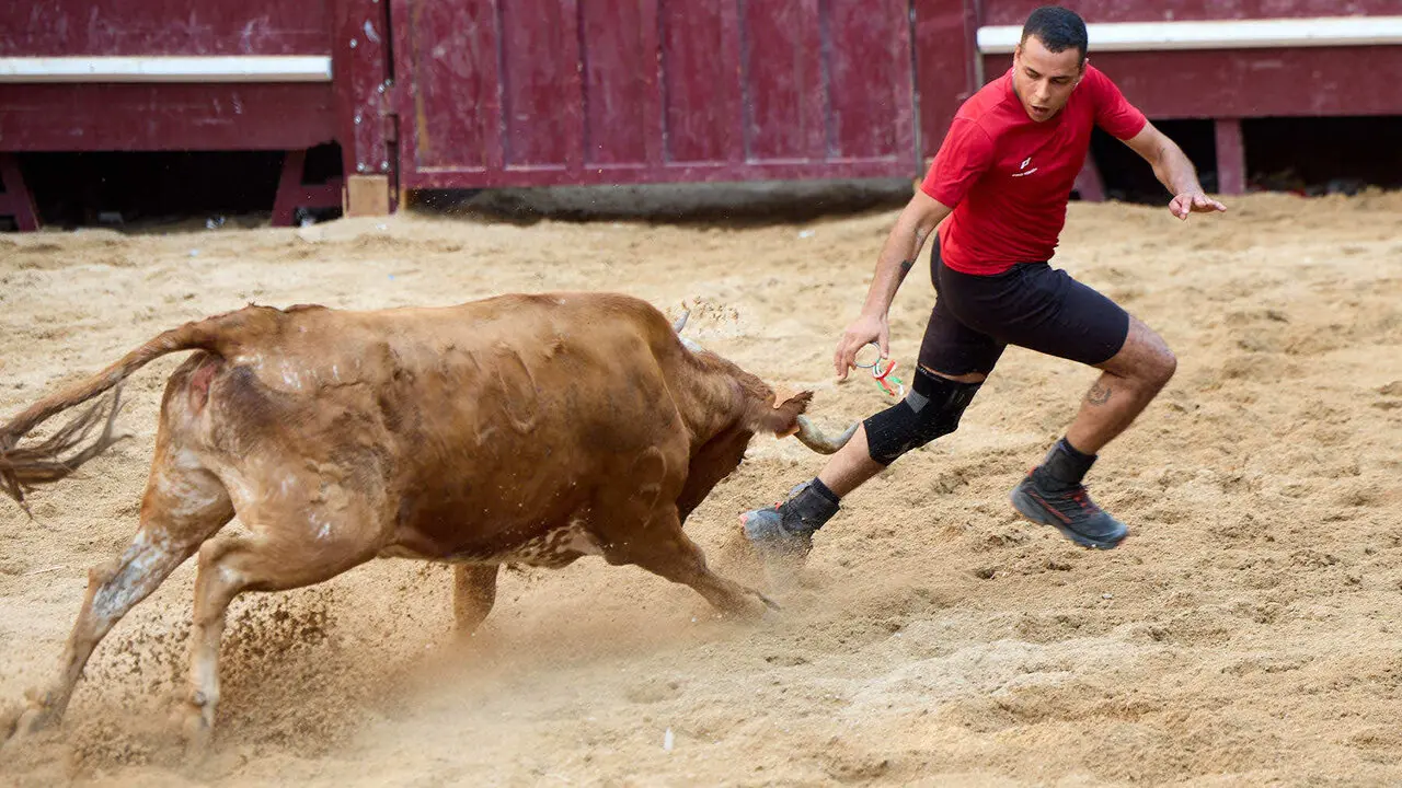 Vacas en Fiestas de Puente La Reina 2026. I&Ntilde;IGO ALZUGARAY