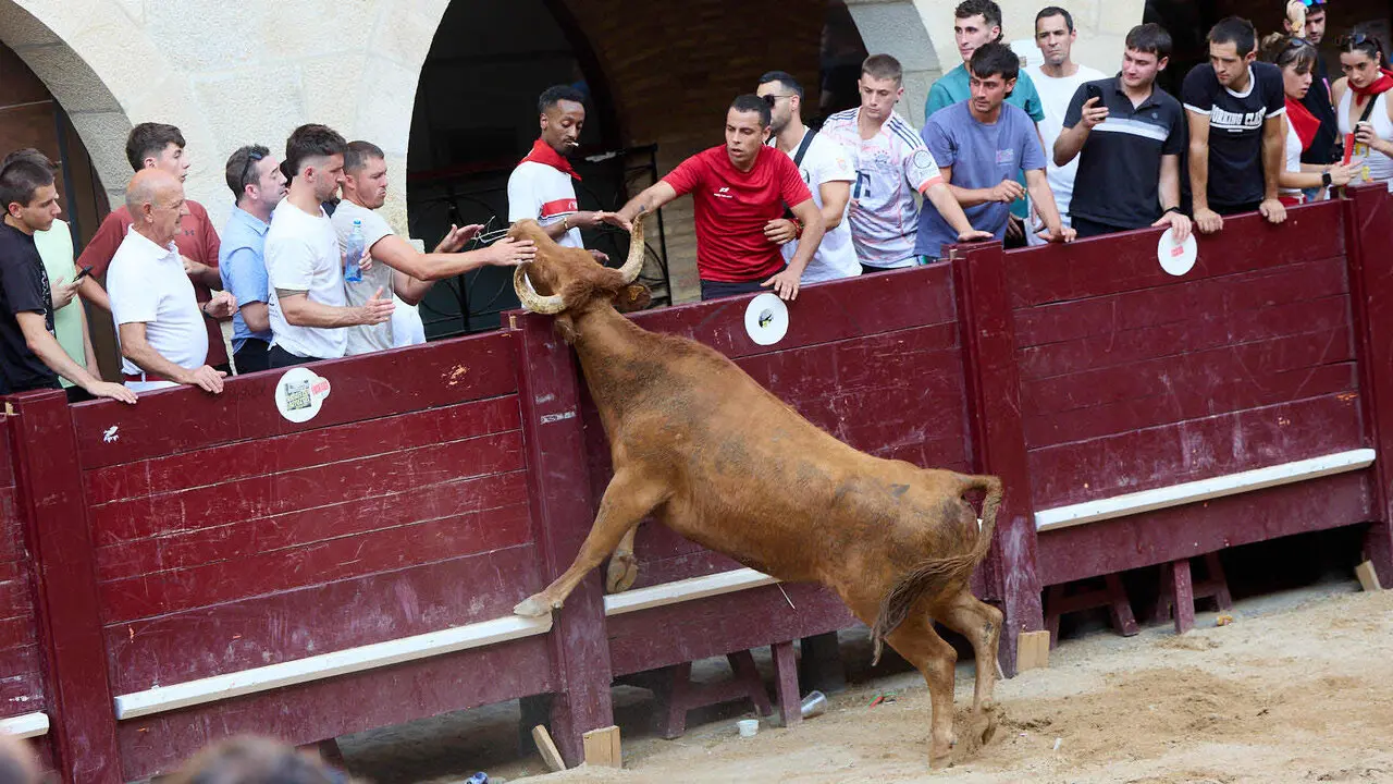 Vacas en Fiestas de Puente La Reina 2026. I&Ntilde;IGO ALZUGARAY