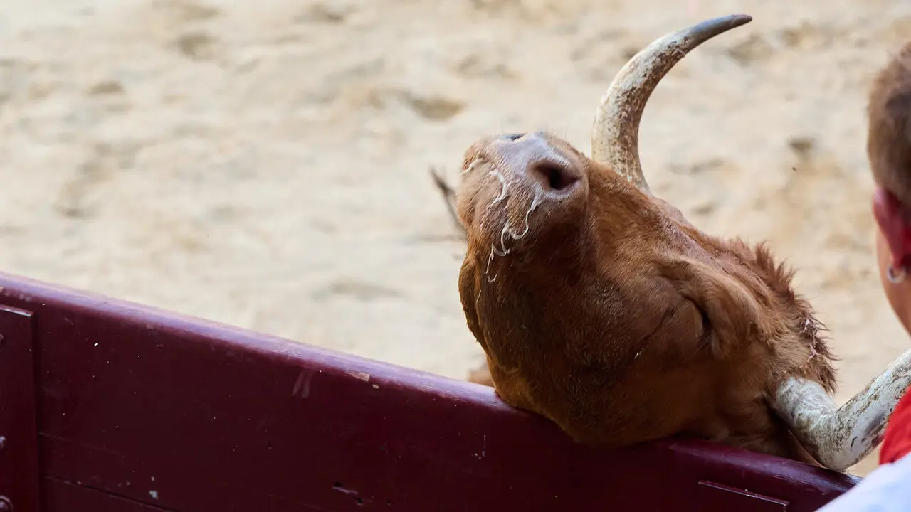 Vacas en Fiestas de Puente La Reina 2026. I&Ntilde;IGO ALZUGARAY