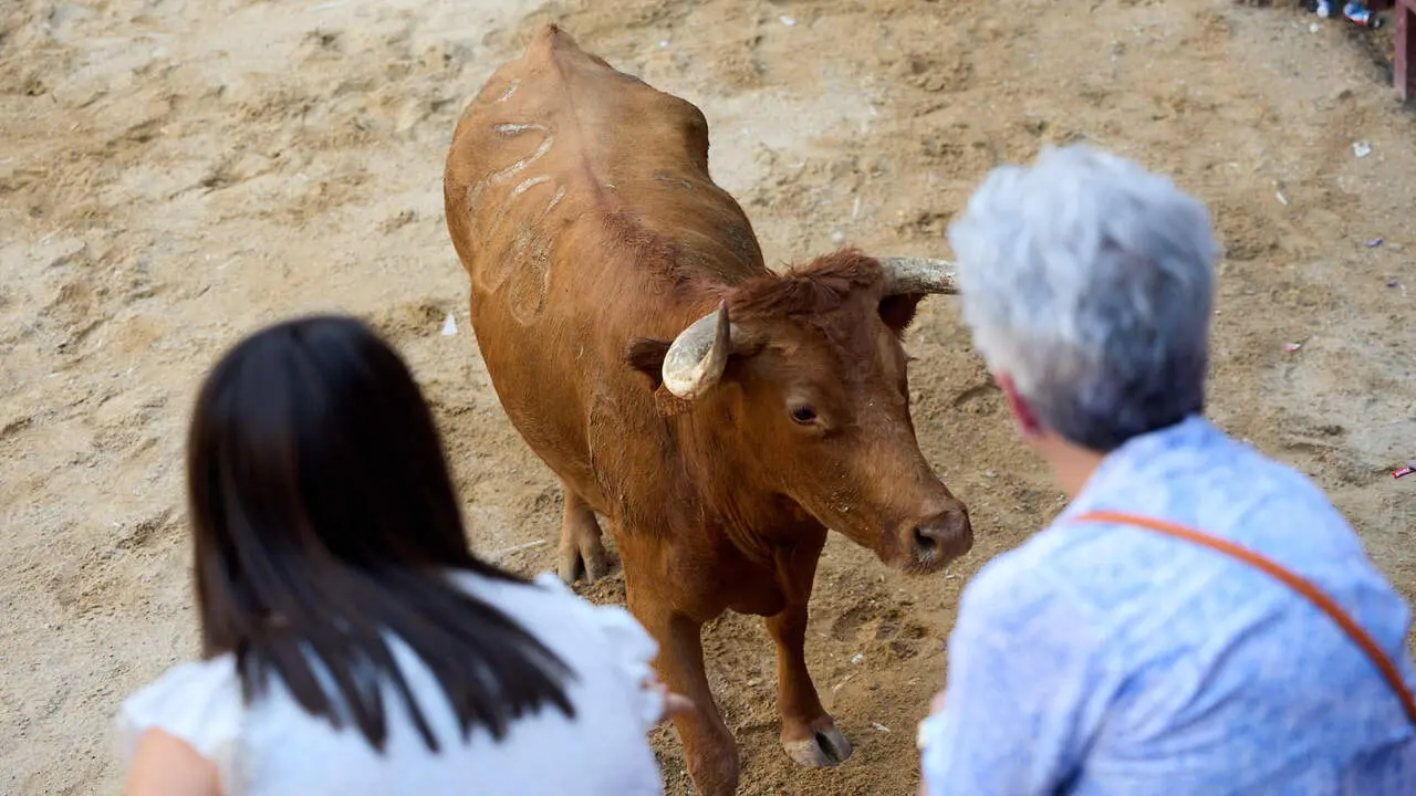 Vacas en Fiestas de Puente La Reina 2026. I&Ntilde;IGO ALZUGARAY