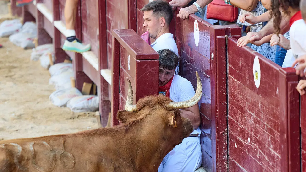Vacas en Fiestas de Puente La Reina 2026. I&Ntilde;IGO ALZUGARAY
