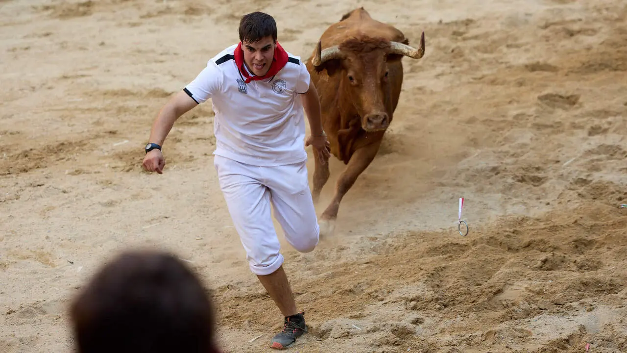 Vacas en Fiestas de Puente La Reina 2026. I&Ntilde;IGO ALZUGARAY