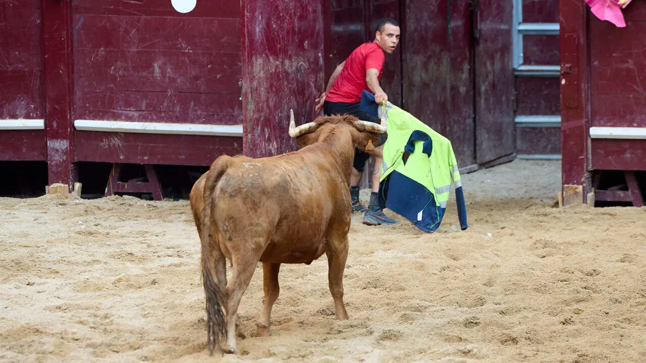 Vacas en Fiestas de Puente La Reina 2026. I&Ntilde;IGO ALZUGARAY