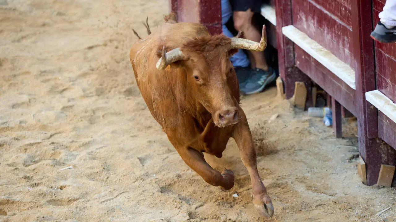 Vacas en Fiestas de Puente La Reina 2026. I&Ntilde;IGO ALZUGARAY