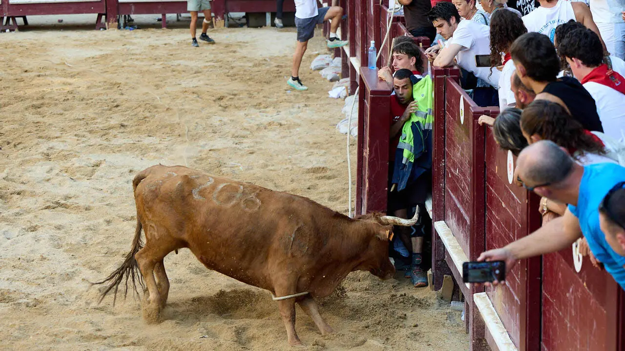 Vacas en Fiestas de Puente La Reina 2026. I&Ntilde;IGO ALZUGARAY