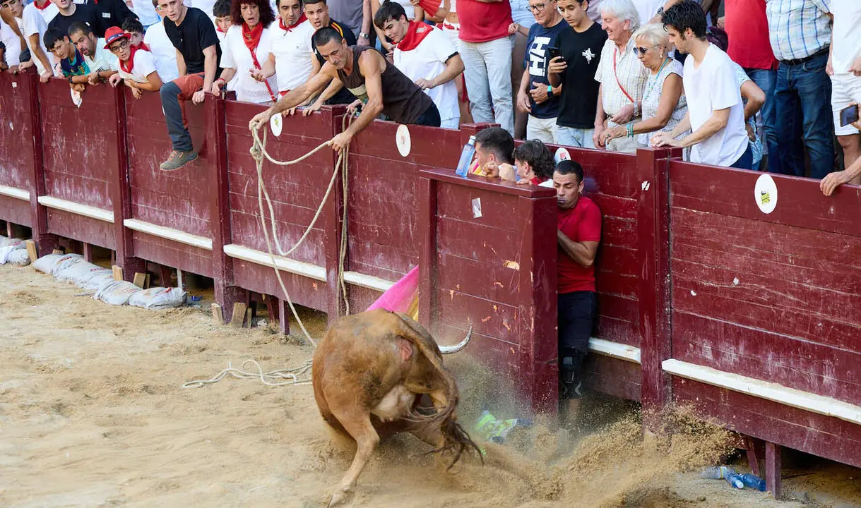 Vacas en Fiestas de Puente La Reina 2026. I&Ntilde;IGO ALZUGARAY