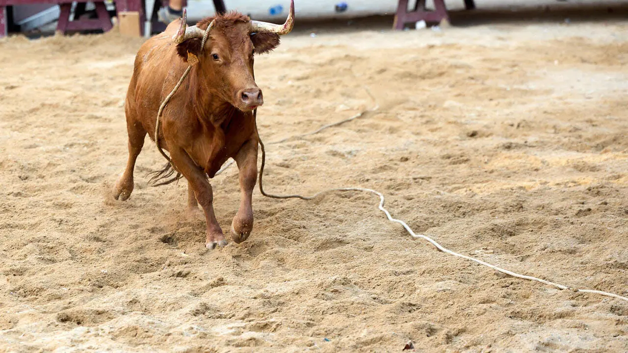 Vacas en Fiestas de Puente La Reina 2026. I&Ntilde;IGO ALZUGARAY